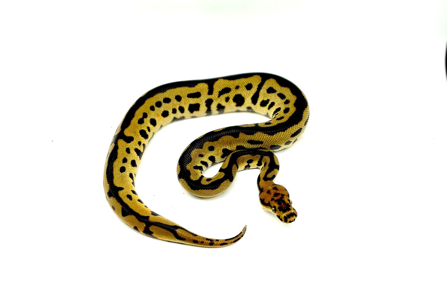 Batman Ball Python by Raising Pythons - MorphMarket