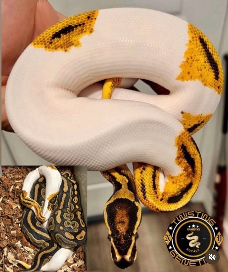 Hiod Yellow Belly Piebald Ball Python by Ramerys Royals