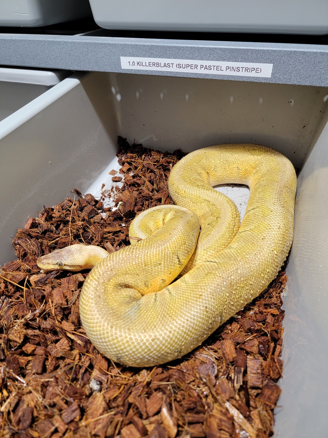 Super Pastel Pinstripe - Killer Blast Ball Python by Ram-Fam Reptiles