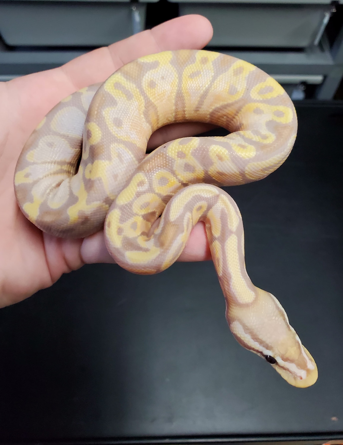 Pastel Banana Lori Ball Python by R&B Reptiles MorphMarket