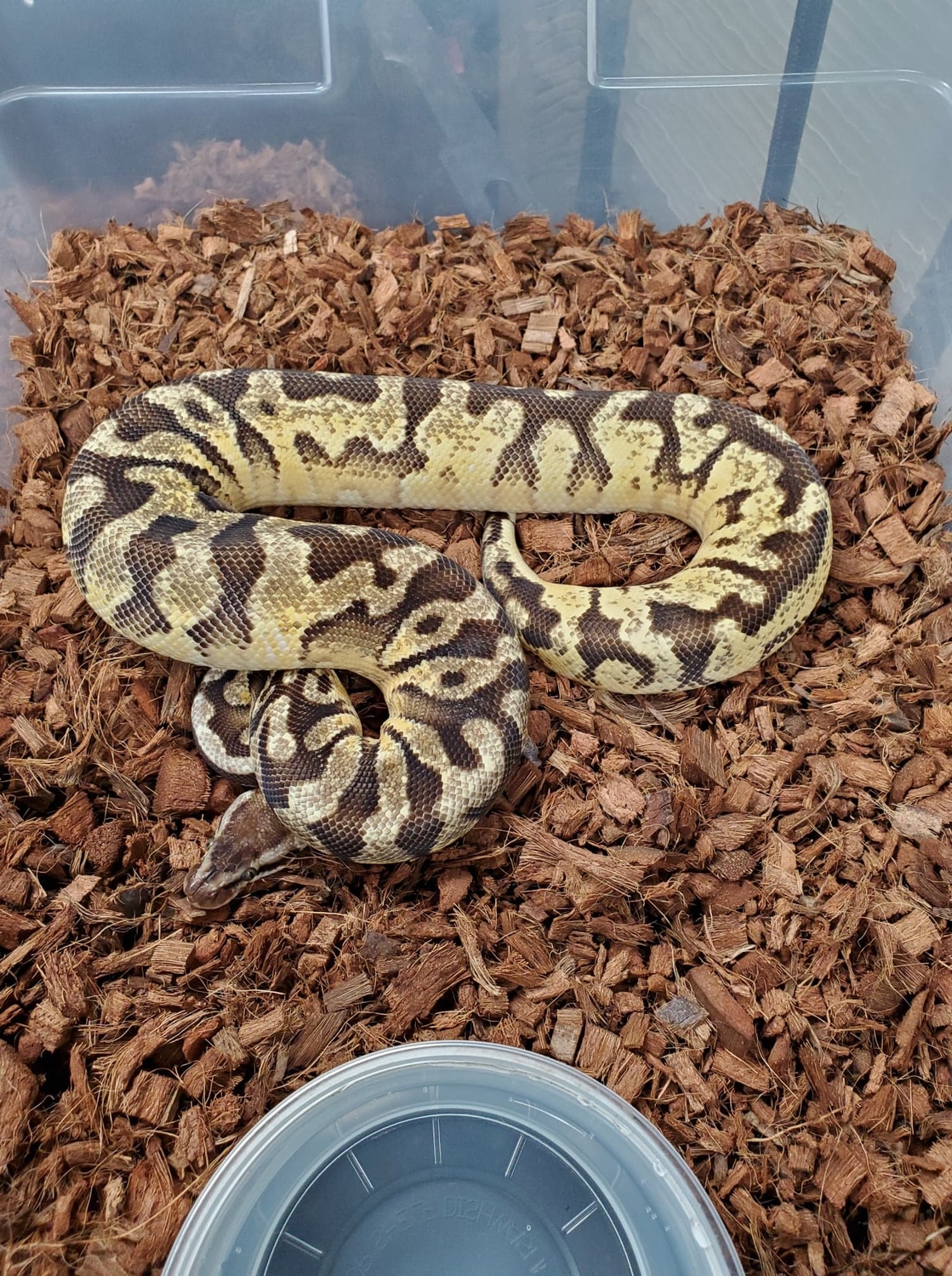 Enchi Fire Inferno Ball Python by R&B Reptiles - MorphMarket