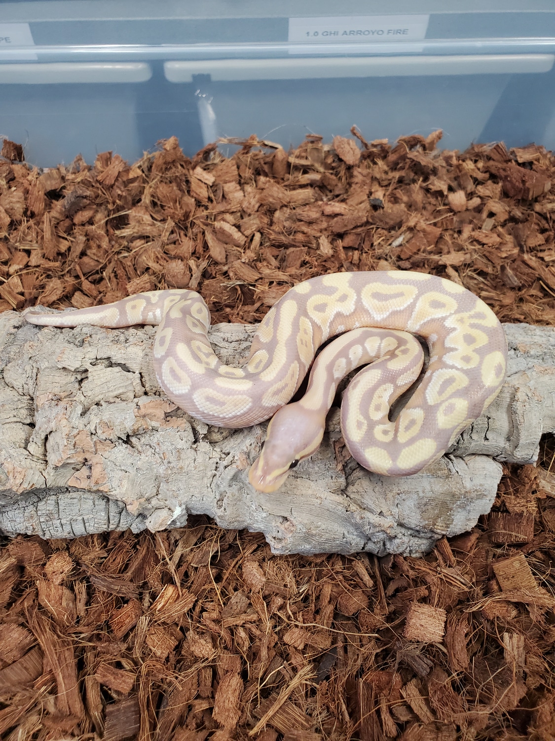 Banana Mojave Lori Ball Python by R&B Reptiles MorphMarket