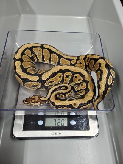 Spotnose Pos. Arroyo Ball Python by R&B Reptiles