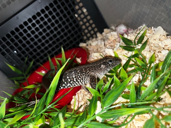 Amazon Race Runner More Lizard by R&K Reptiles