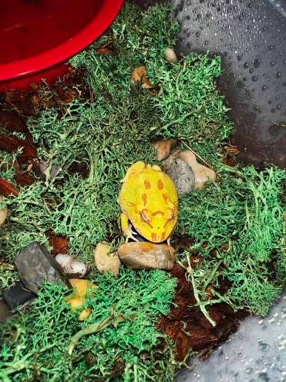 Pac-Man 4 Spot Albino Pacman Frog by R&K Reptiles