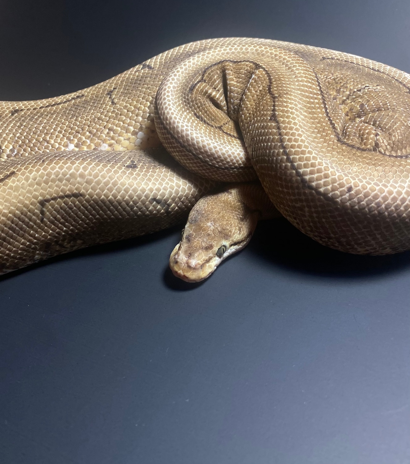 Female Spinner Ball Python by Combat Creations - MorphMarket