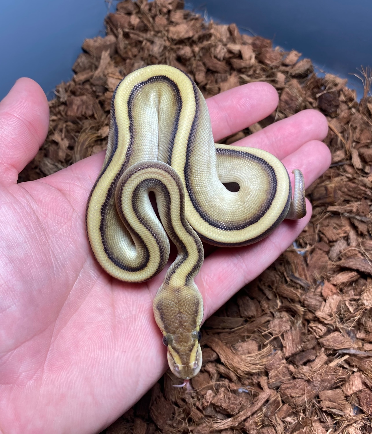 Pastel Butter G Stripe Het Ghost Ball Python by Combat Creations