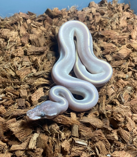 GHI Purple Passion Ball Python by Combat Creations