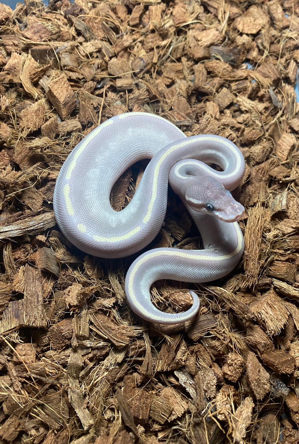 Purple Passion Ball Python by Combat Creations - MorphMarket