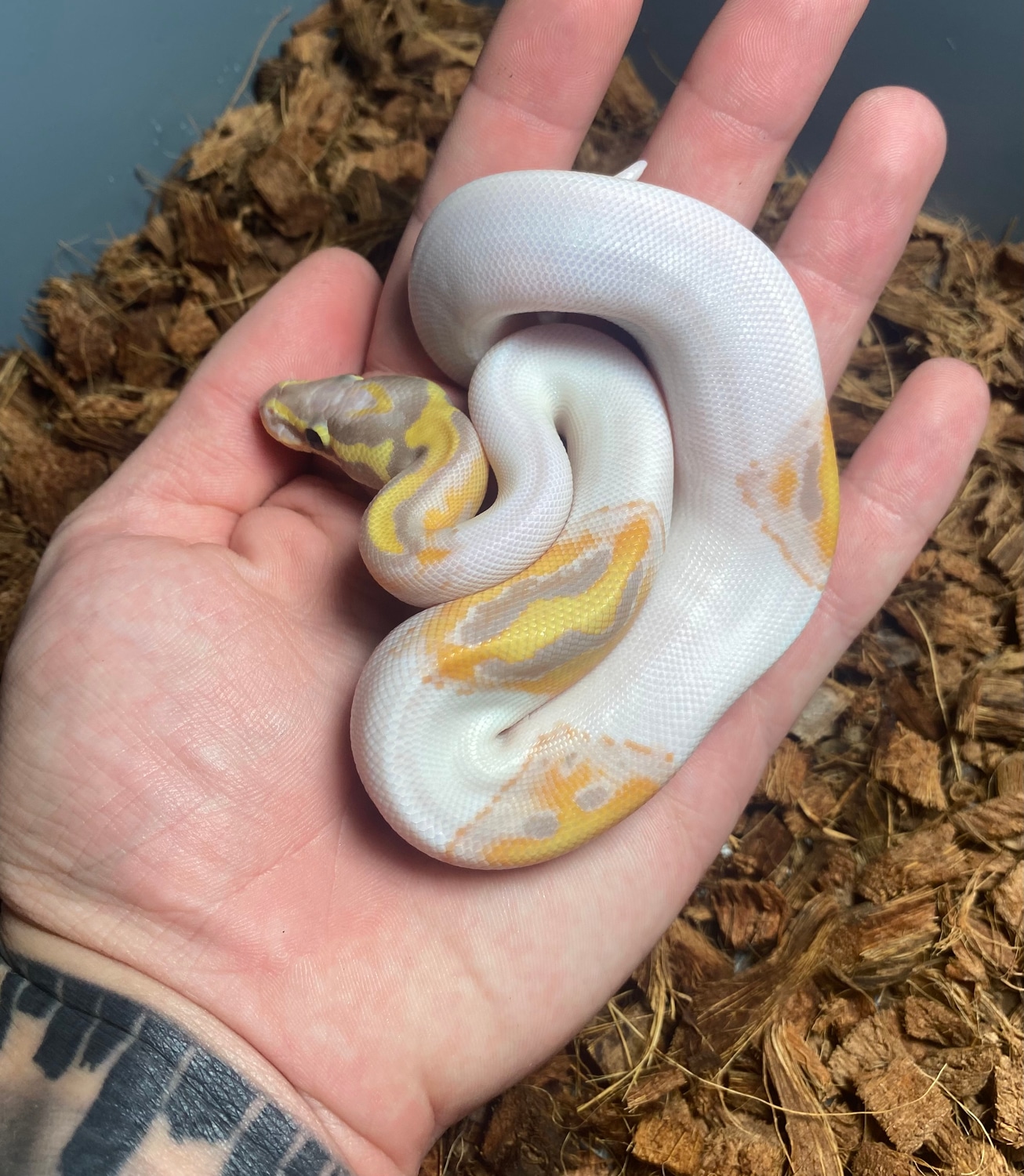 Smiley Face Banana Pied Ball Python by Combat Creations - MorphMarket