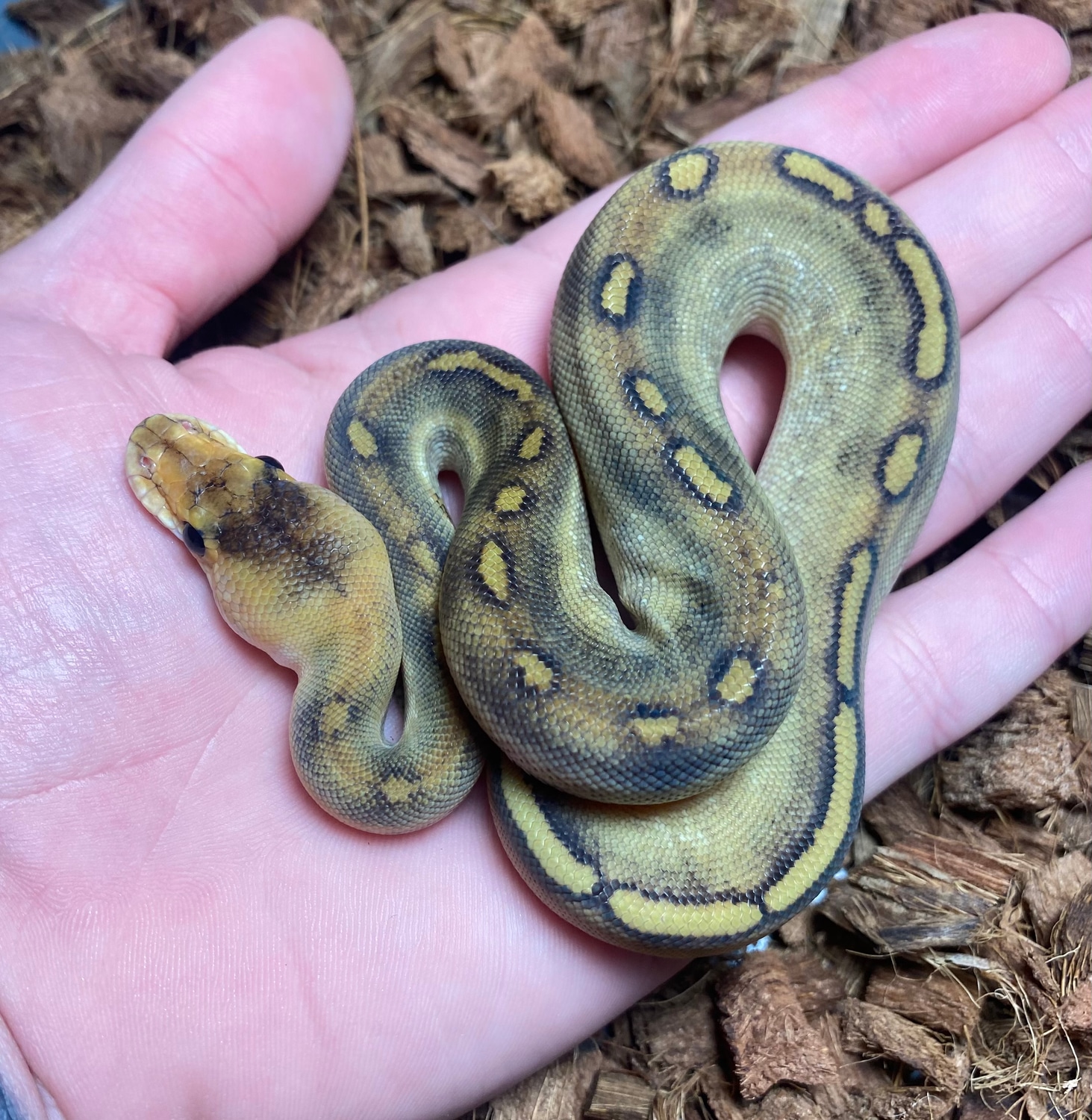 Champagne Ball Python by Combat Creations - MorphMarket