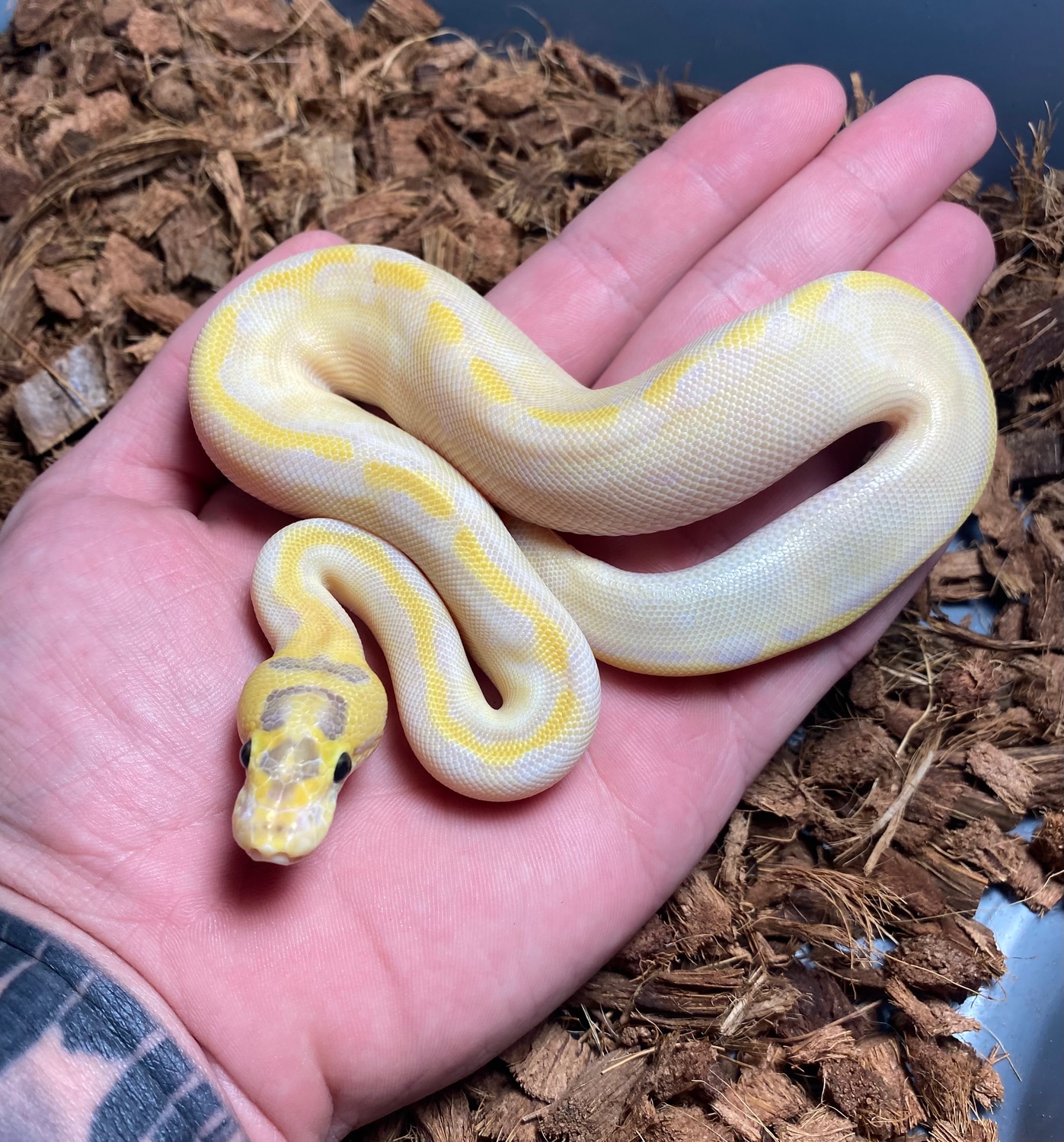 Ivory Super Enchi Ball Python by Combat Creations - MorphMarket