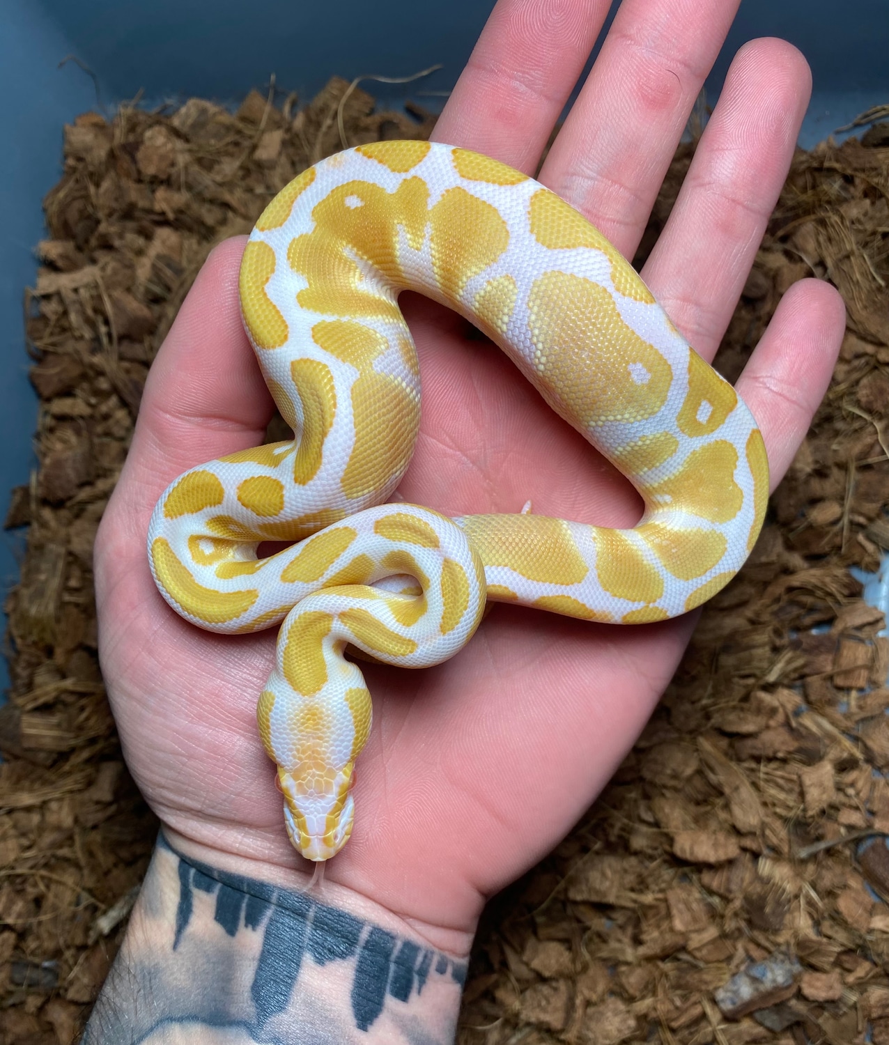 Albino Ball Python by Combat Creations MorphMarket