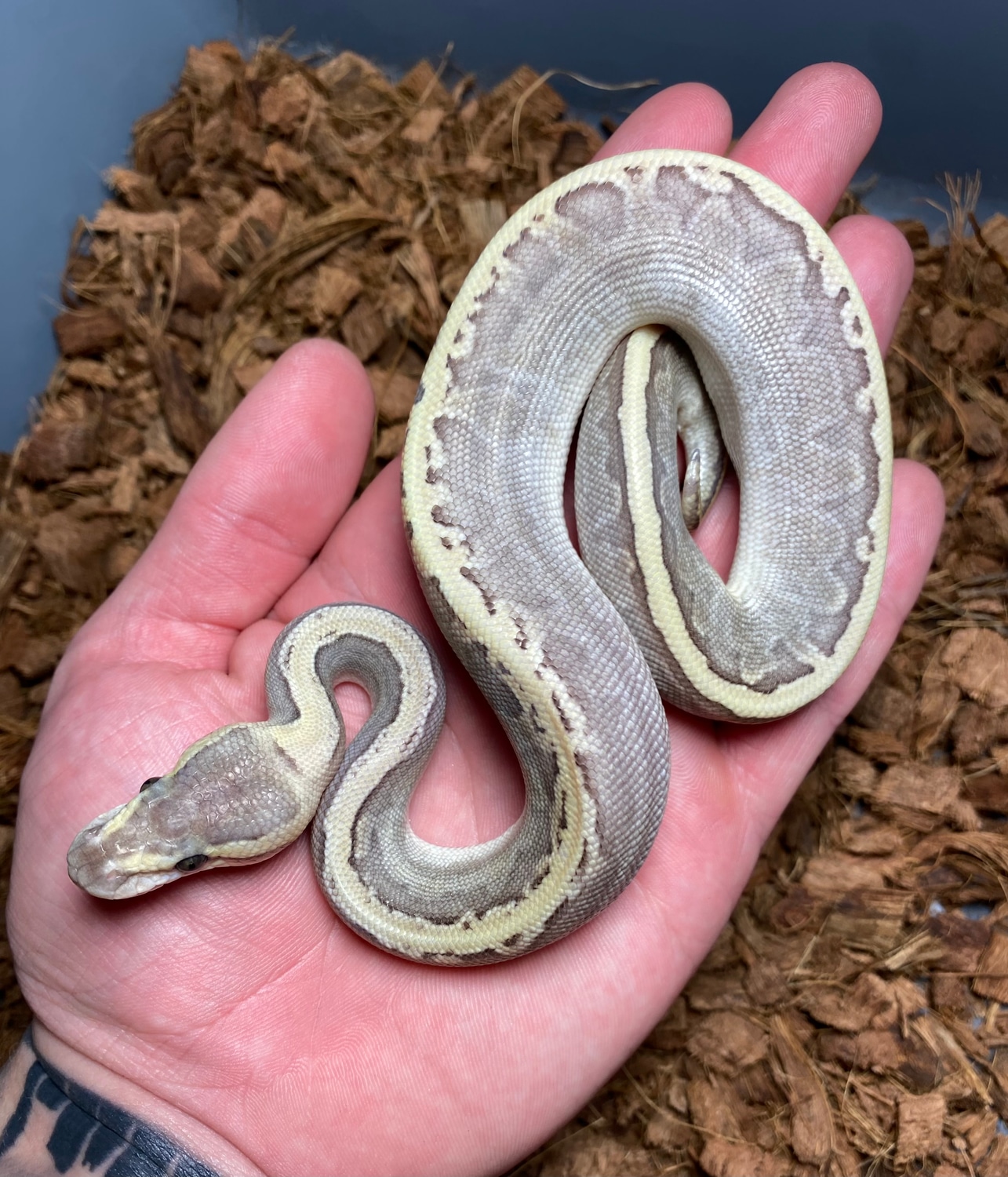 GHI Lesser Pinstripe Fire/Vanilla Ball Python by Combat Creations ...