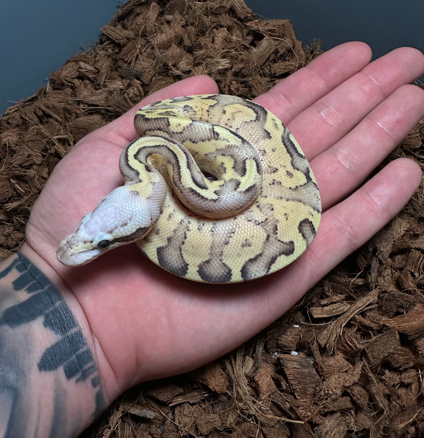 Pastel Disco Inferno Ball Python by Combat Creations - MorphMarket