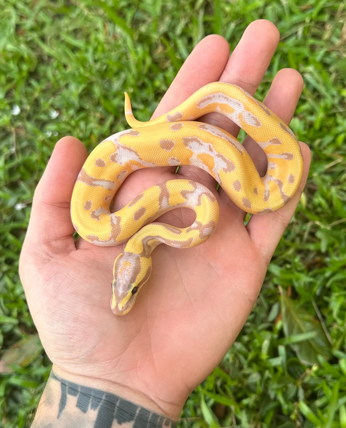 Banana OD Enchi Pied Ball Python by Combat Creations MorphMarket