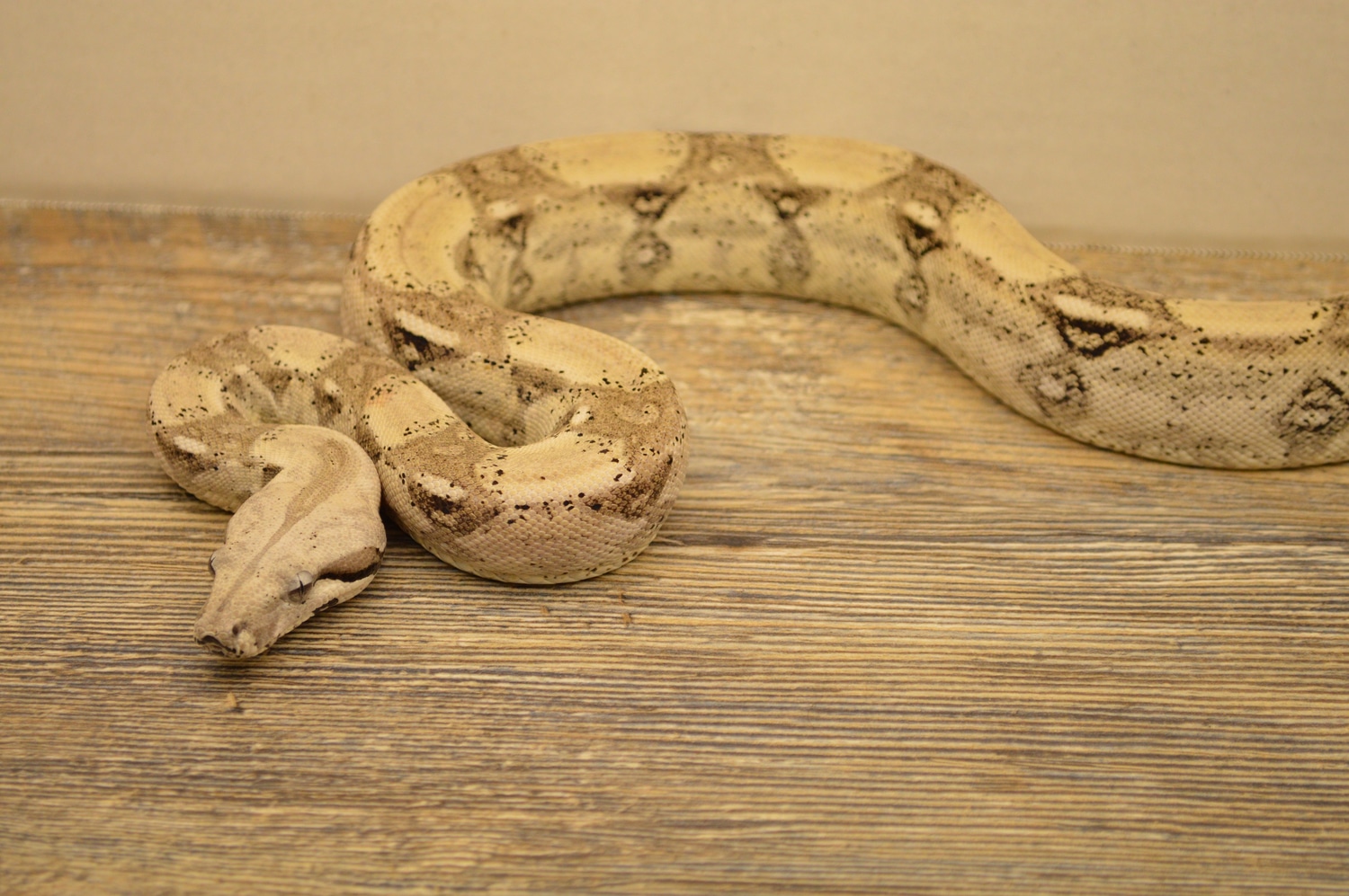 Anery Het Sharp Albino Boa Constrictor by R And R Boas MorphMarket