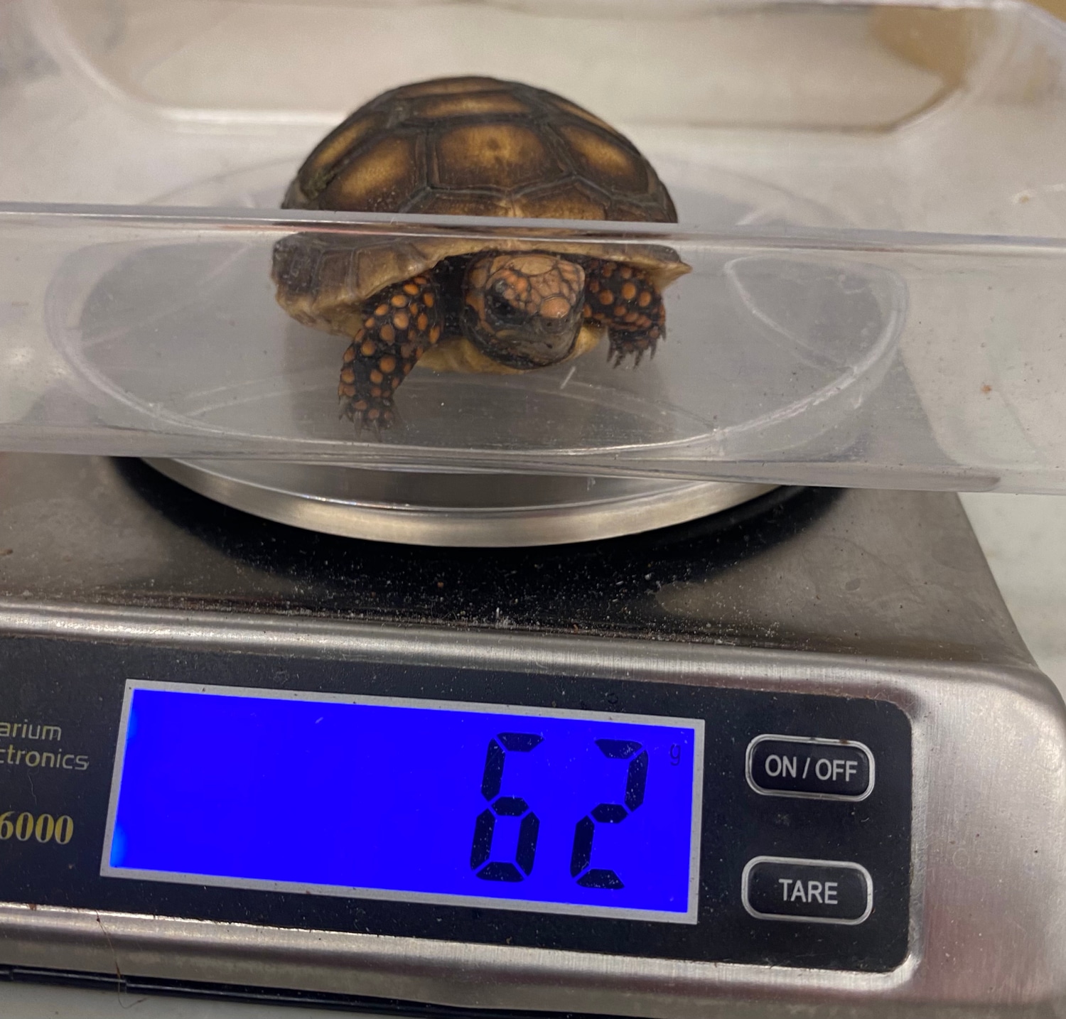 Redfoot Tortoise Redfooted Tortoise by Randy Bush Reptiles MorphMarket