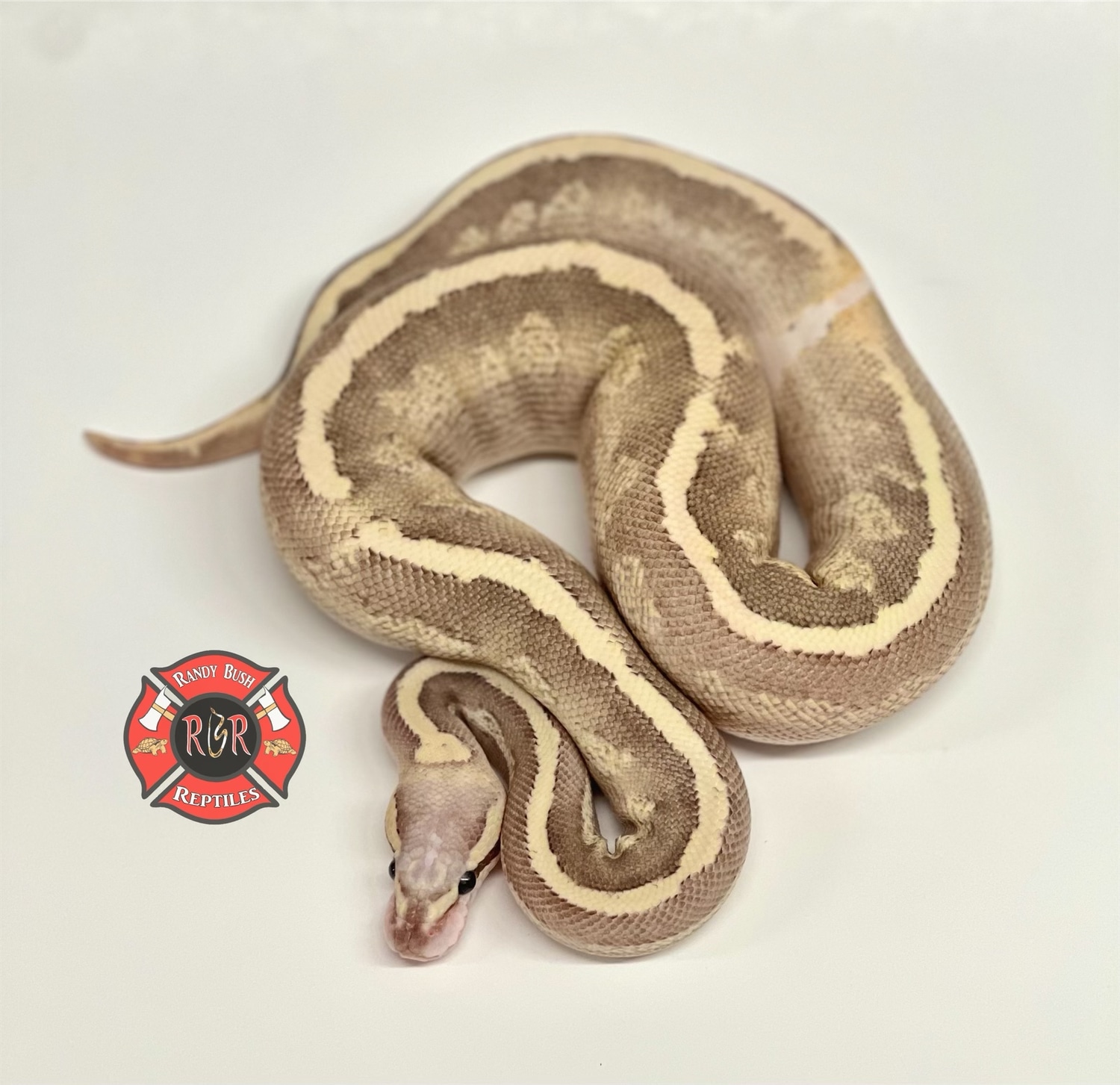 GHI, Mojave, Disco Inferno Ball Python by Randy Bush Reptiles - MorphMarket
