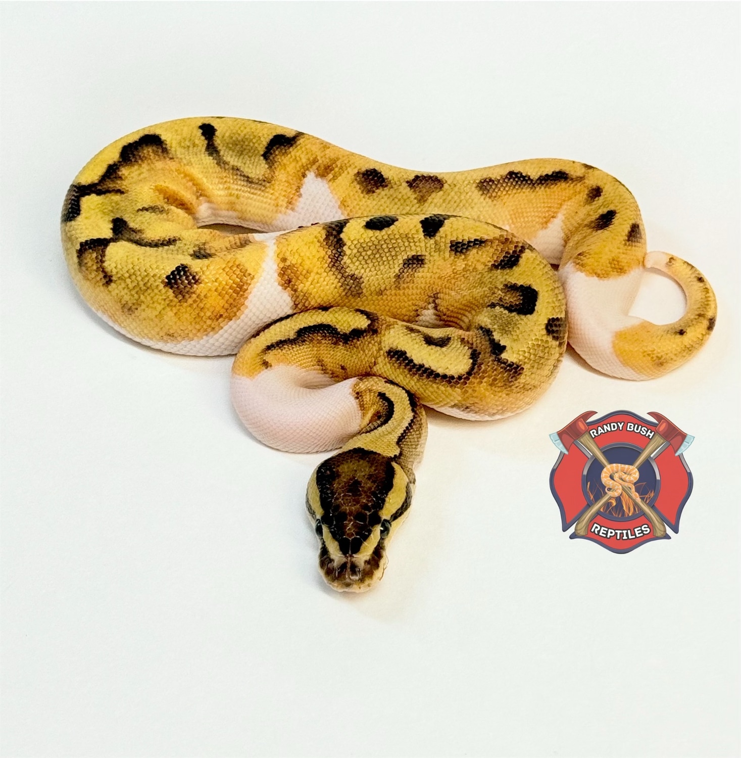Enchi, Fire, Pied