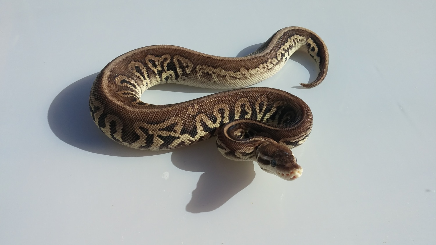 Pastel Cinnamon Leopard Ball Python by Dark Cloud Reptiles - MorphMarket