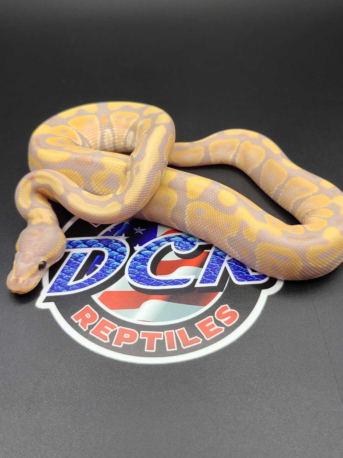 Hypo Banana Het Puzzle Ball Python by Dark Cloud Reptiles MorphMarket