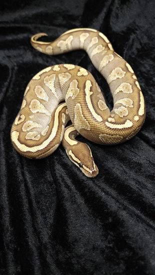 Lesser Hetari Granite Ball Python by Dark Cloud Reptiles