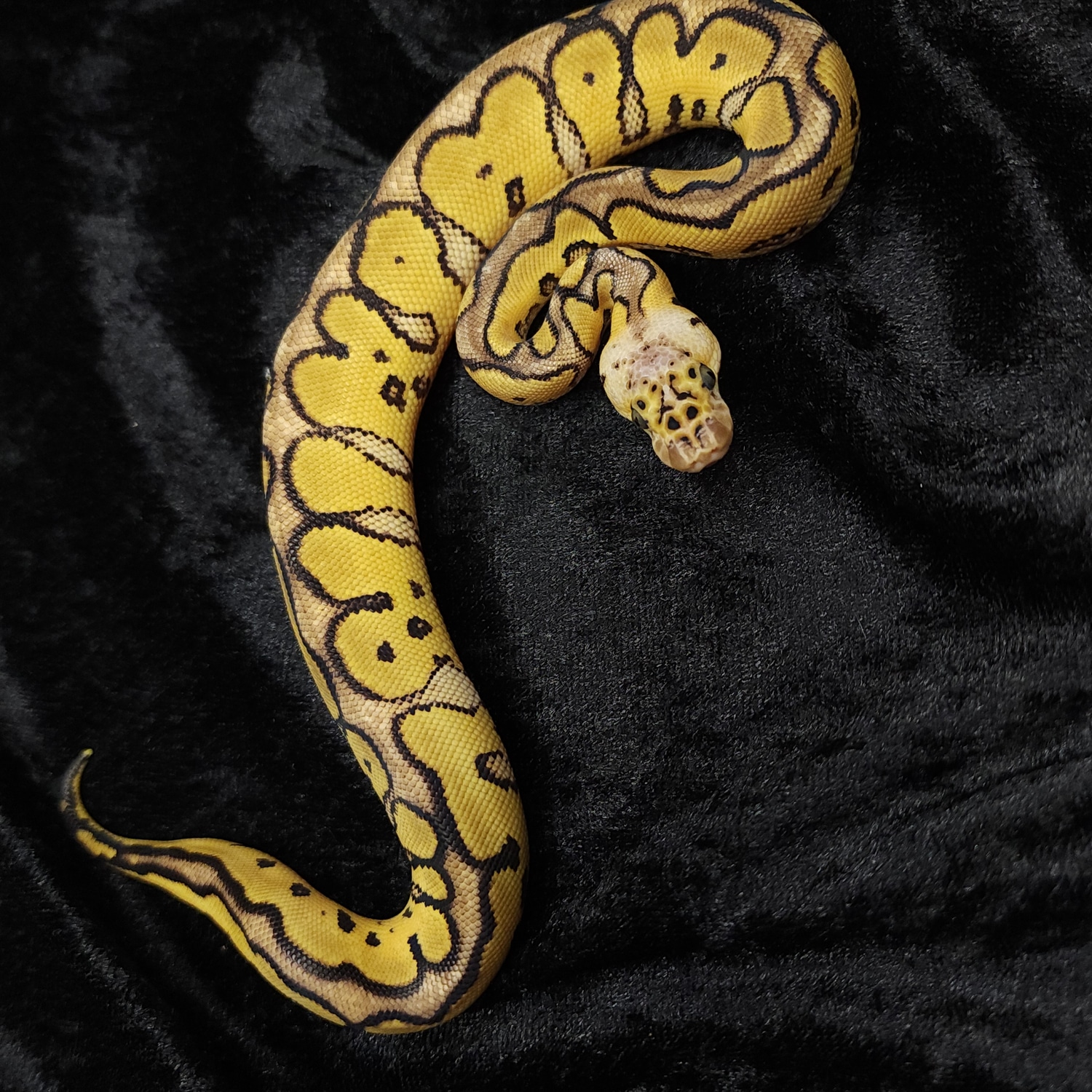 Pastel Mahogany YB Clown Ball Python by Dark Cloud Reptiles - MorphMarket