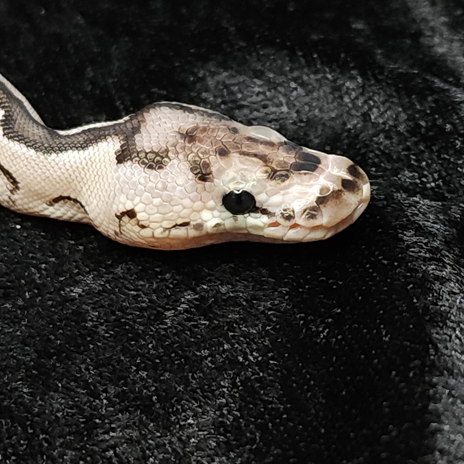 Enchi TSK Axanthic Clown Ball Python by Dark Cloud Reptiles - MorphMarket