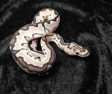 Enchi TSK Axanthic Clown Ball Python by Dark Cloud Reptiles - MorphMarket