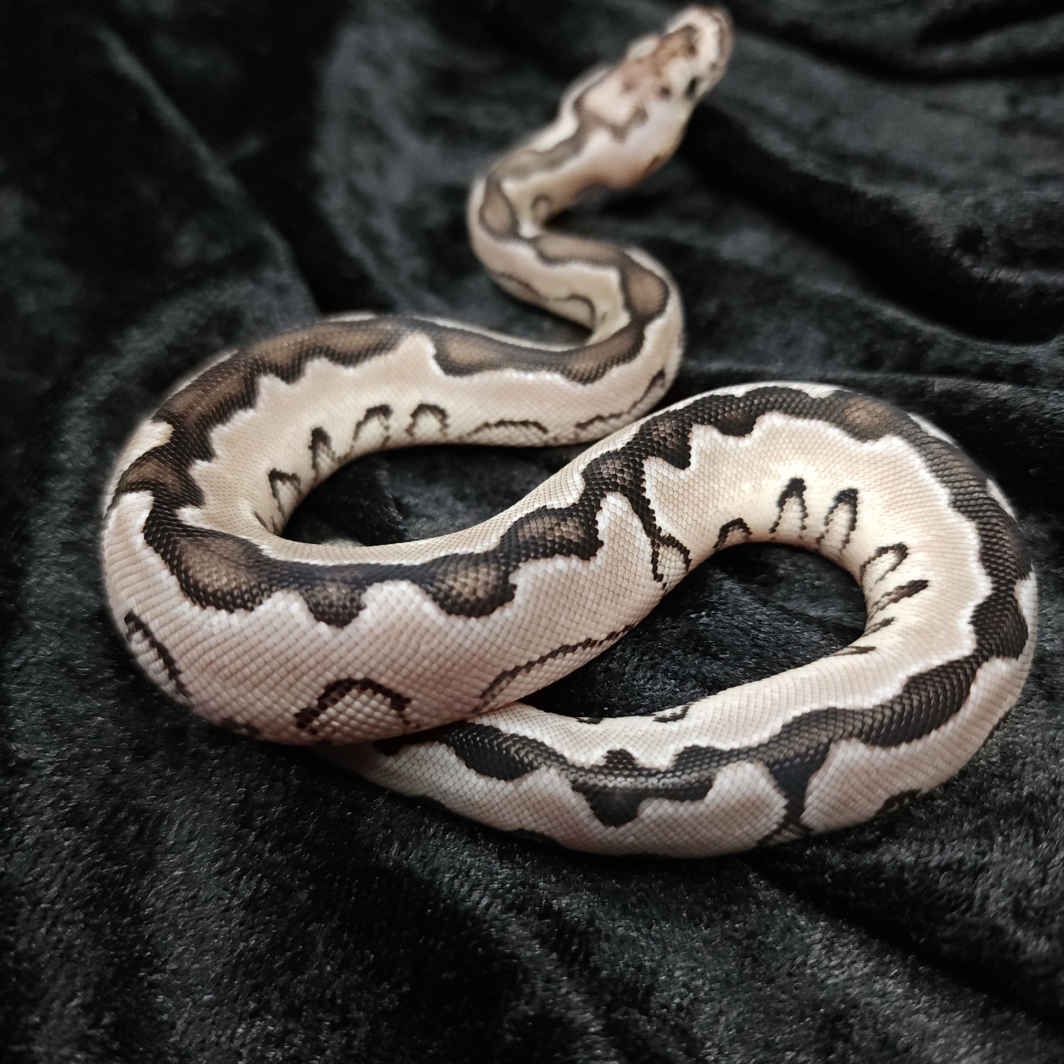 Enchi TSK Axanthic Clown Ball Python by Dark Cloud Reptiles - MorphMarket