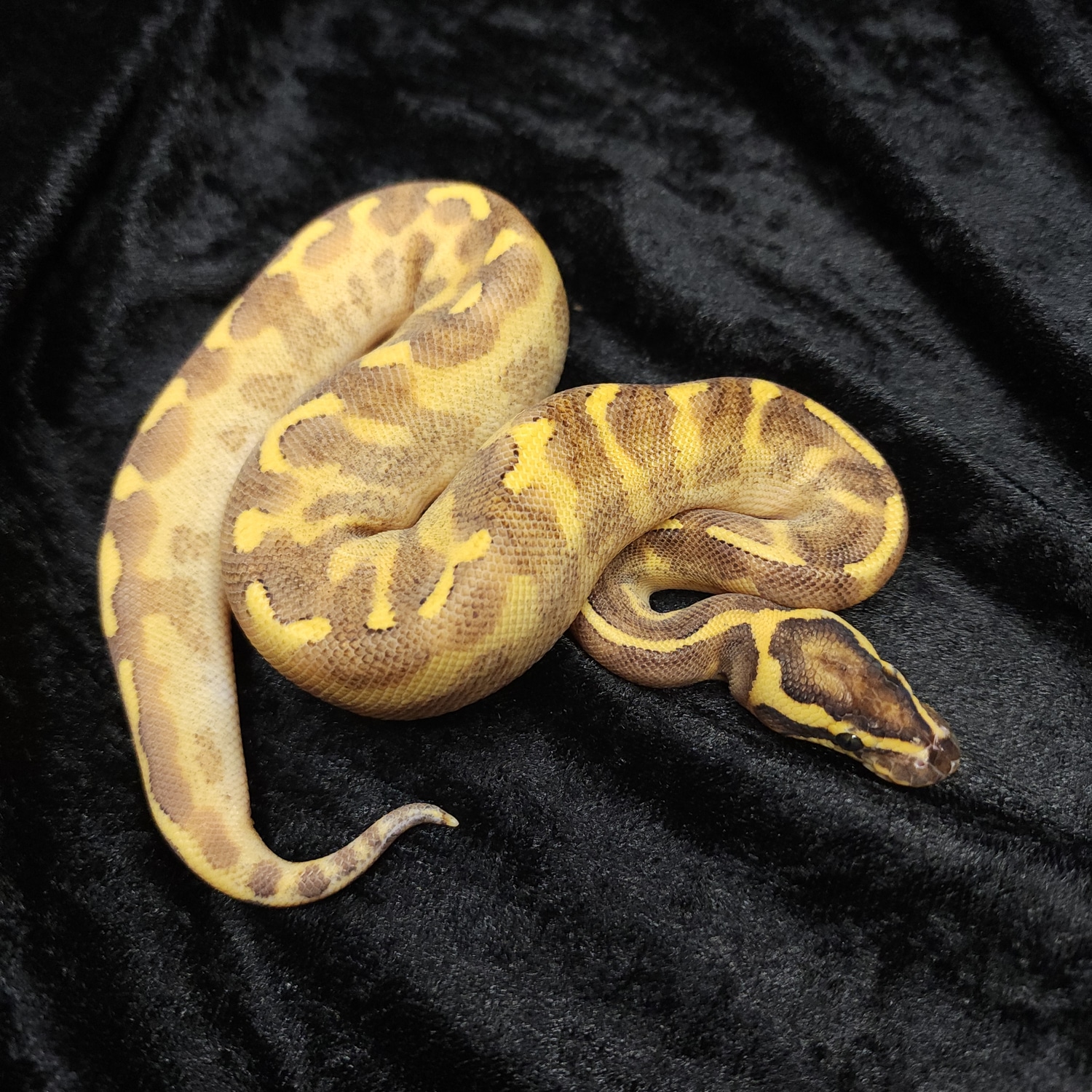 Super Enchi Freeway Ball Python by Dark Cloud Reptiles - MorphMarket