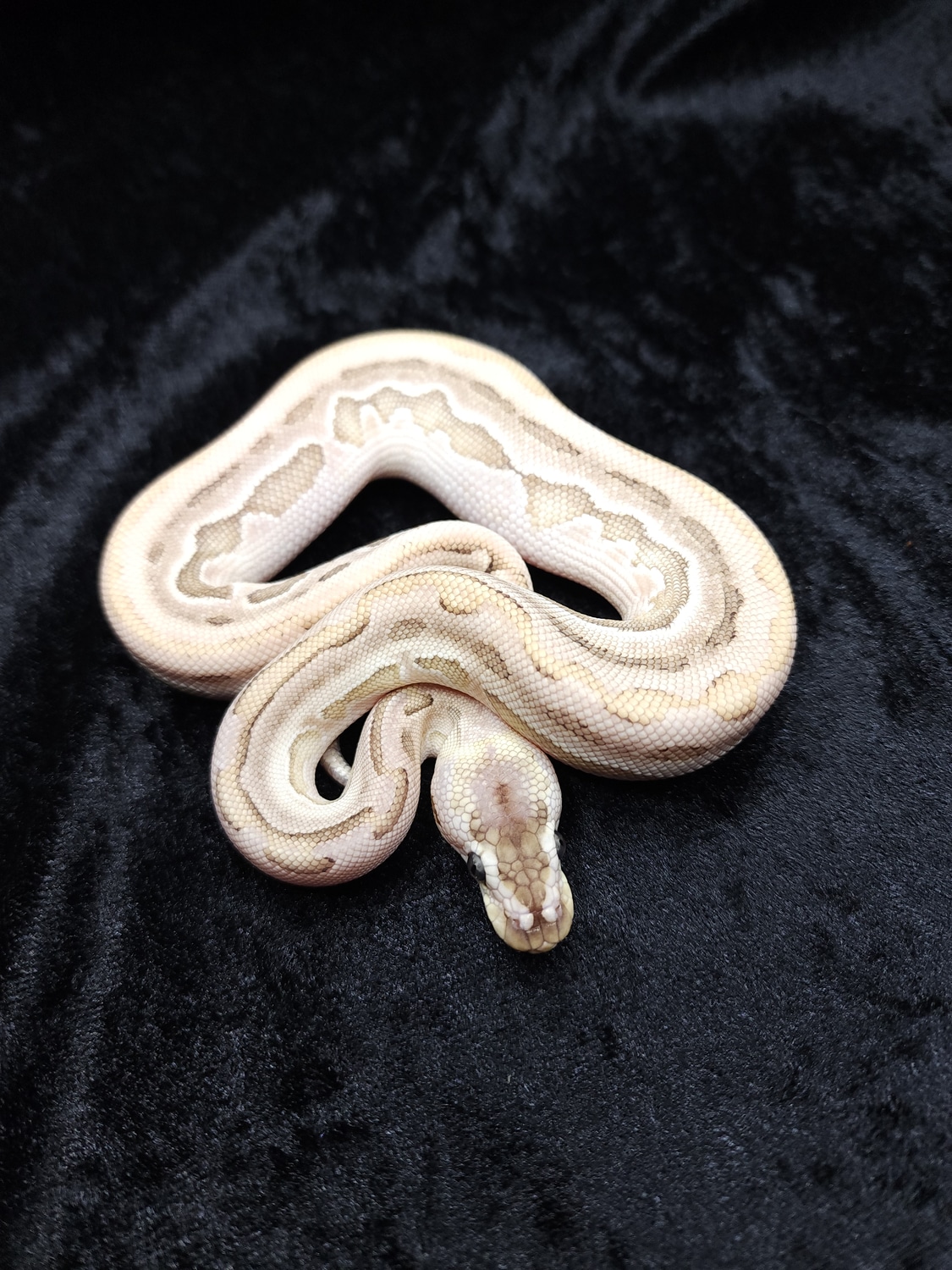 Leopard Bamboo Puzzle Ball Python by Dark Cloud Reptiles - MorphMarket