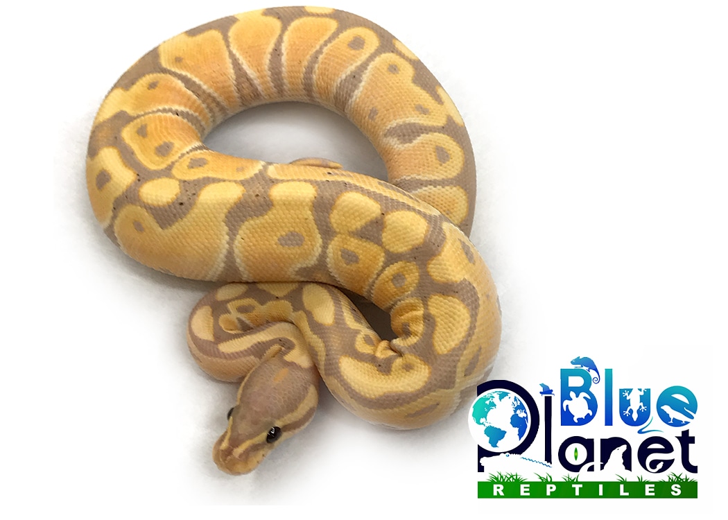 Banana Yellow Belly Ball Python by Blue Reptiles MorphMarket