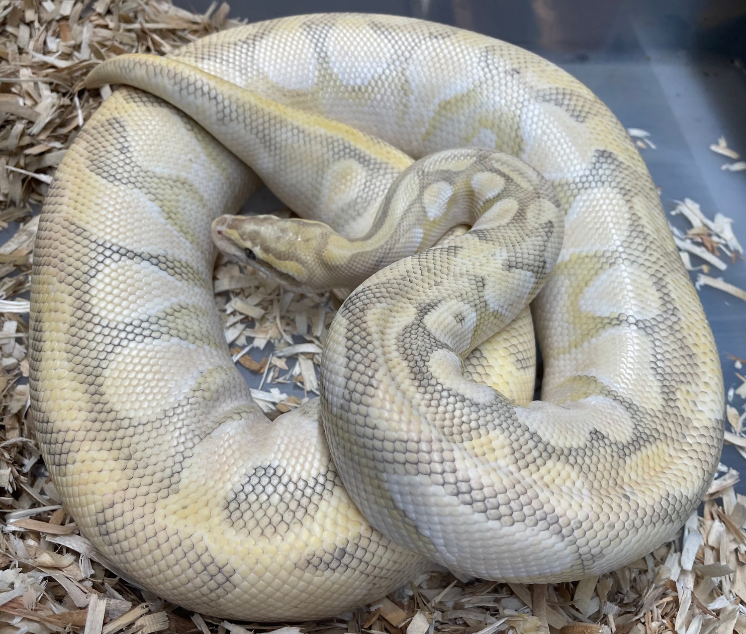 Super Pastel Butter Enchi Ghost Ball Python by RAN Morphs MorphMarket