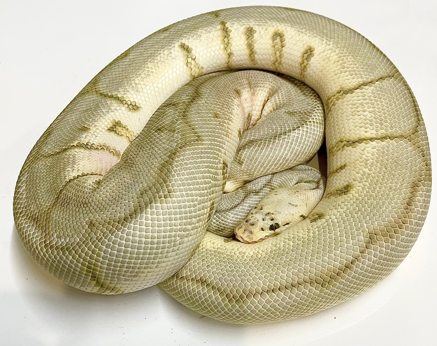 Killer Clown Ball Python by RAN Morphs - MorphMarket