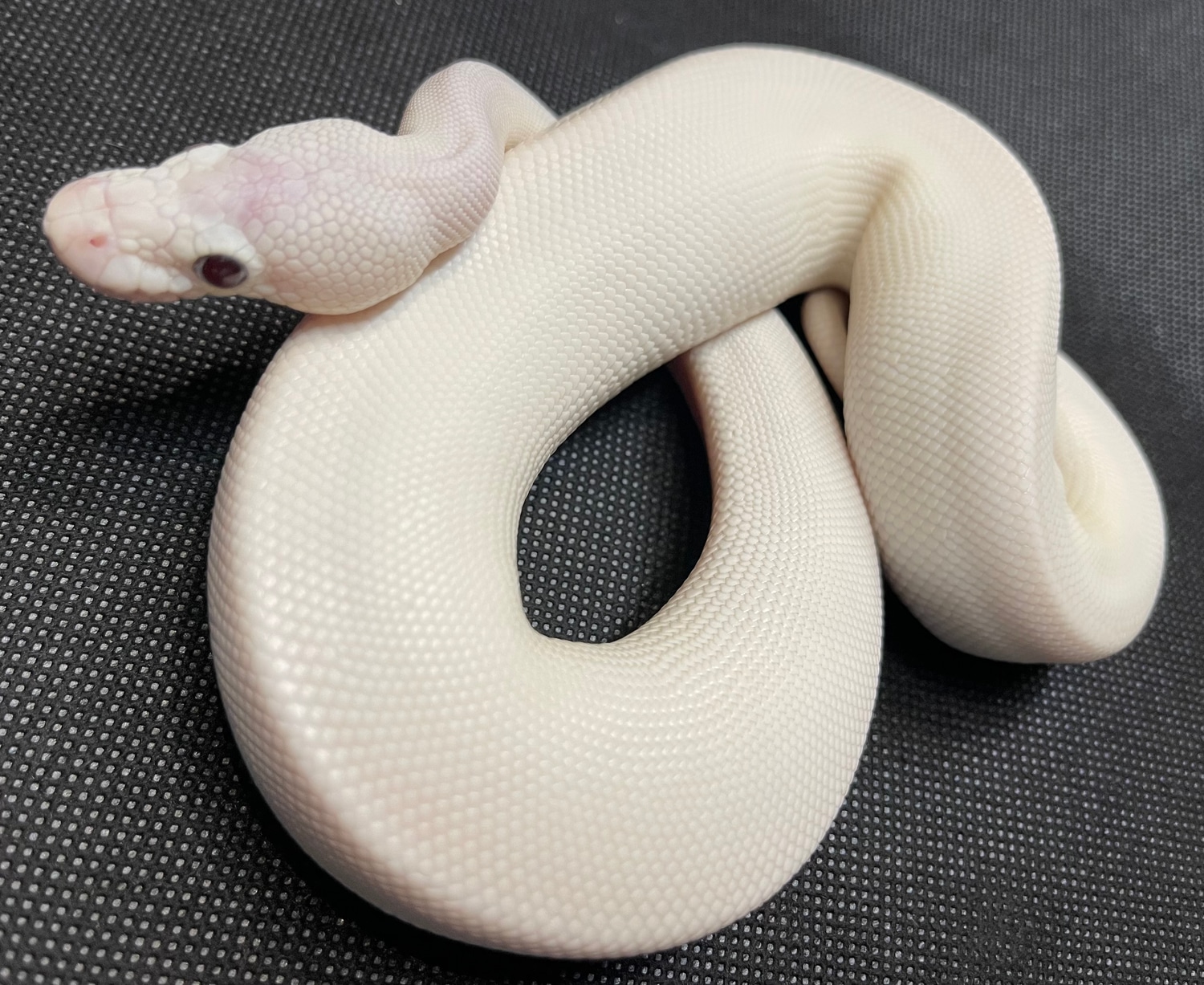 Super Butter Ghost Combo Ball Python by RAN Morphs - MorphMarket