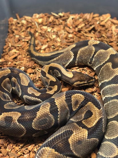 Enchi RTB Ball Python by Jurassic Scales