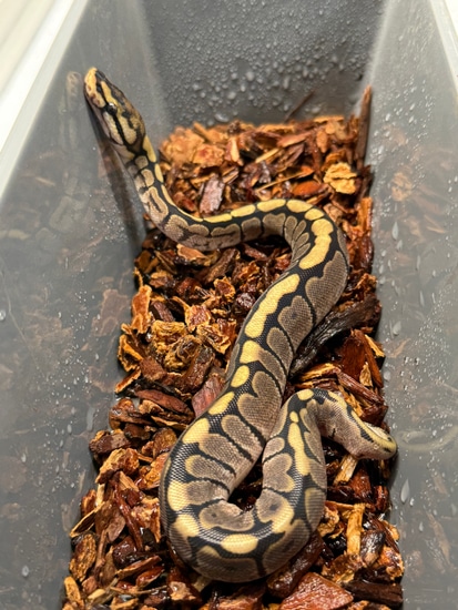 Stranger Spider Ball Python by Jurassic Scales