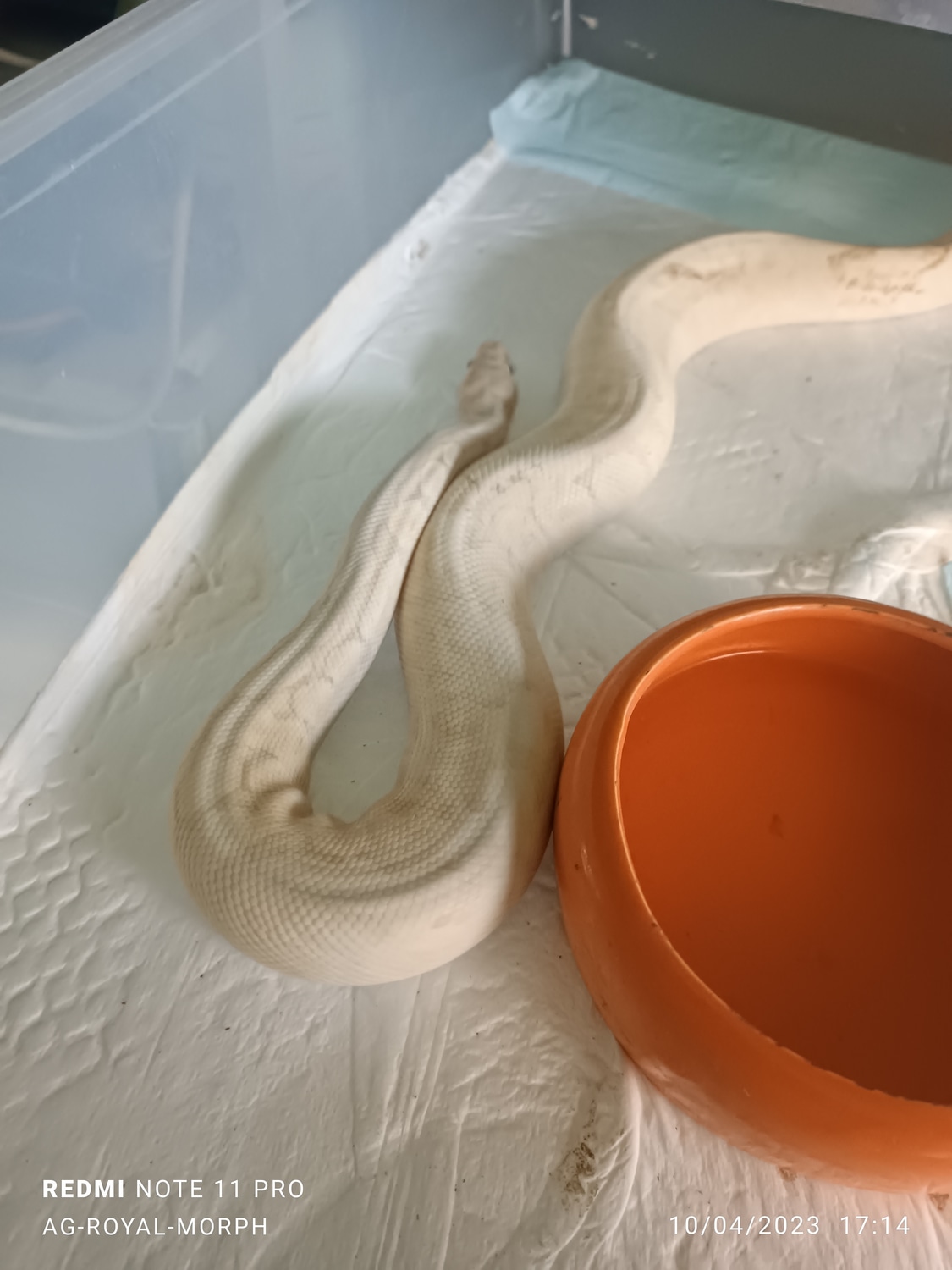 Mâle NC 20 Banana Ghi Pastel Mojave Spider Yellow Belly Ball Python by