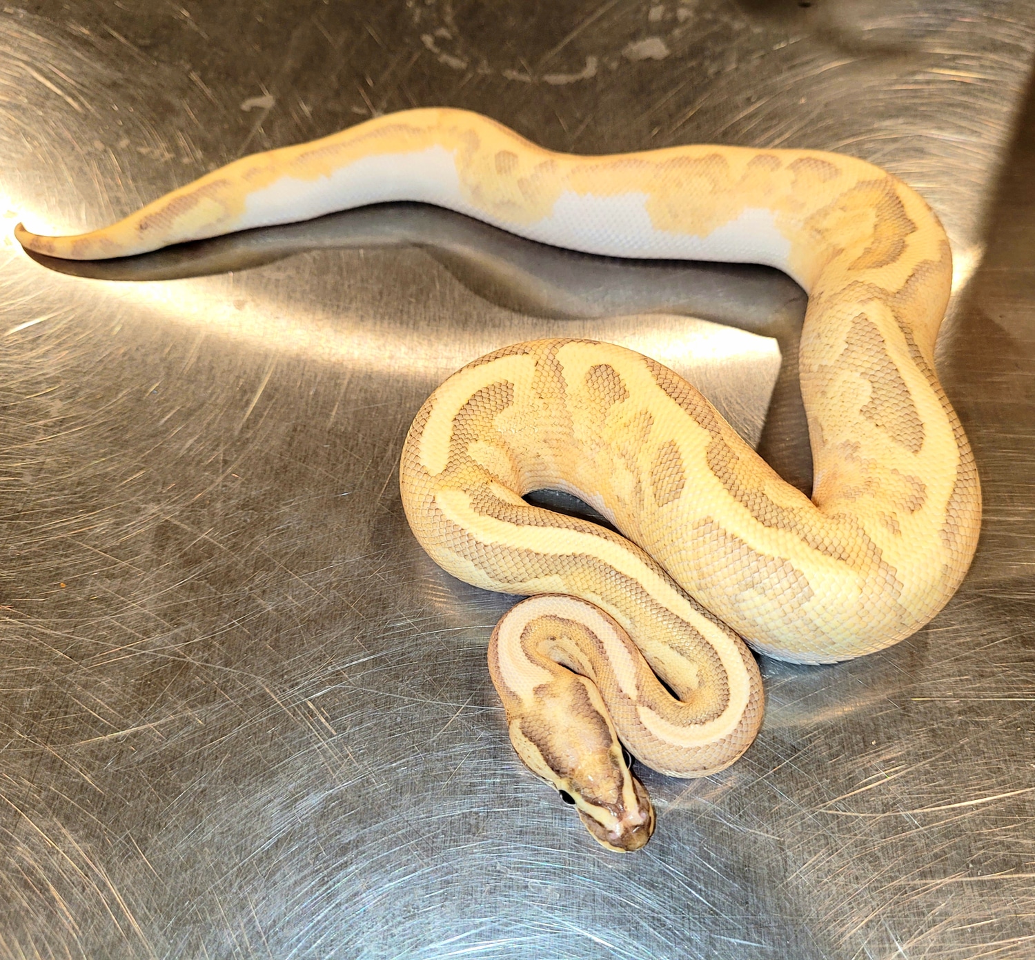 Disco Inferno Enchi Poss Het Rainbow Ball Python by Joe Rasmussen ...