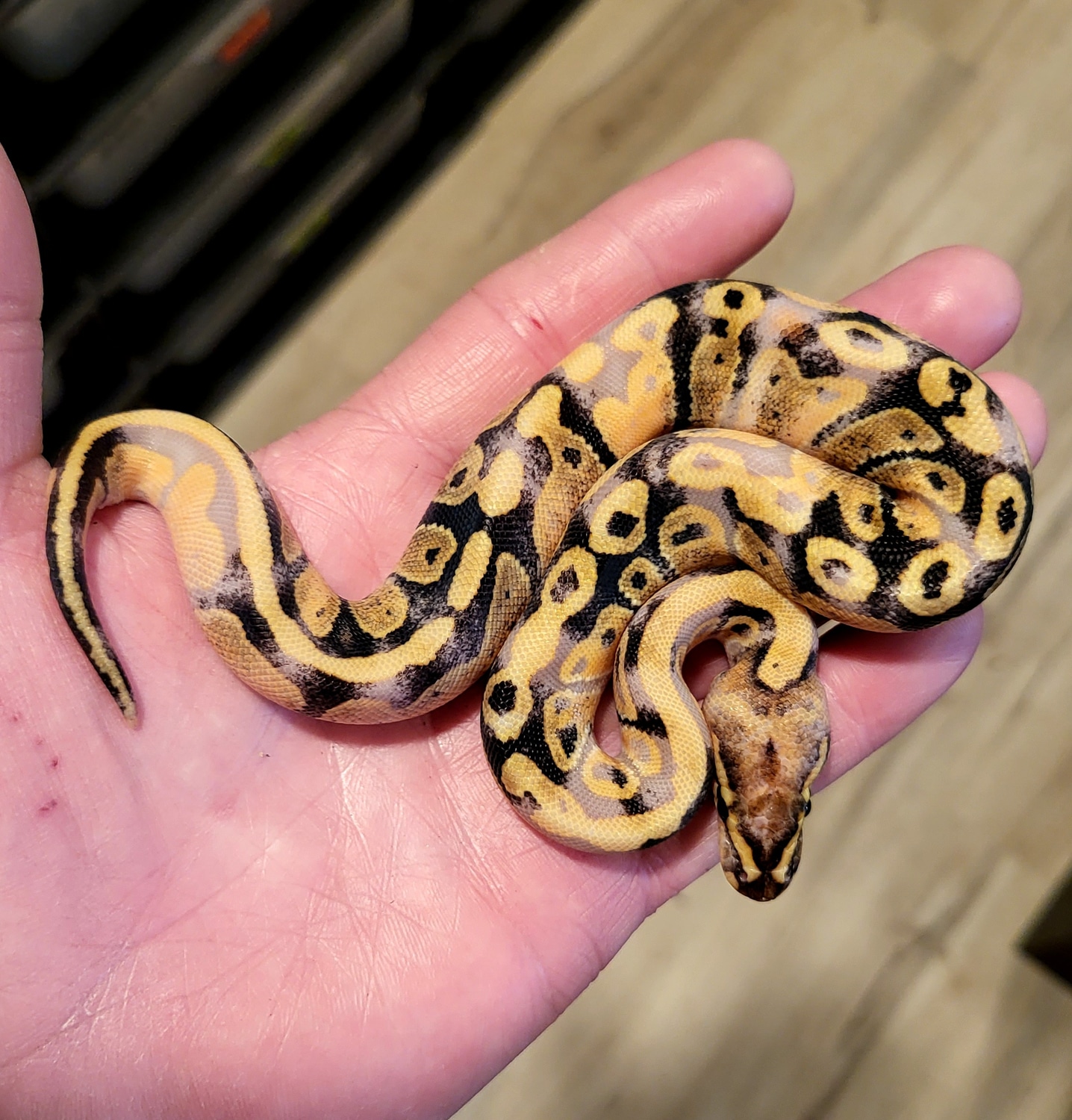 Banana Paradox Fire Or Vanilla Or Vanilla Cream Ball Python by Joe