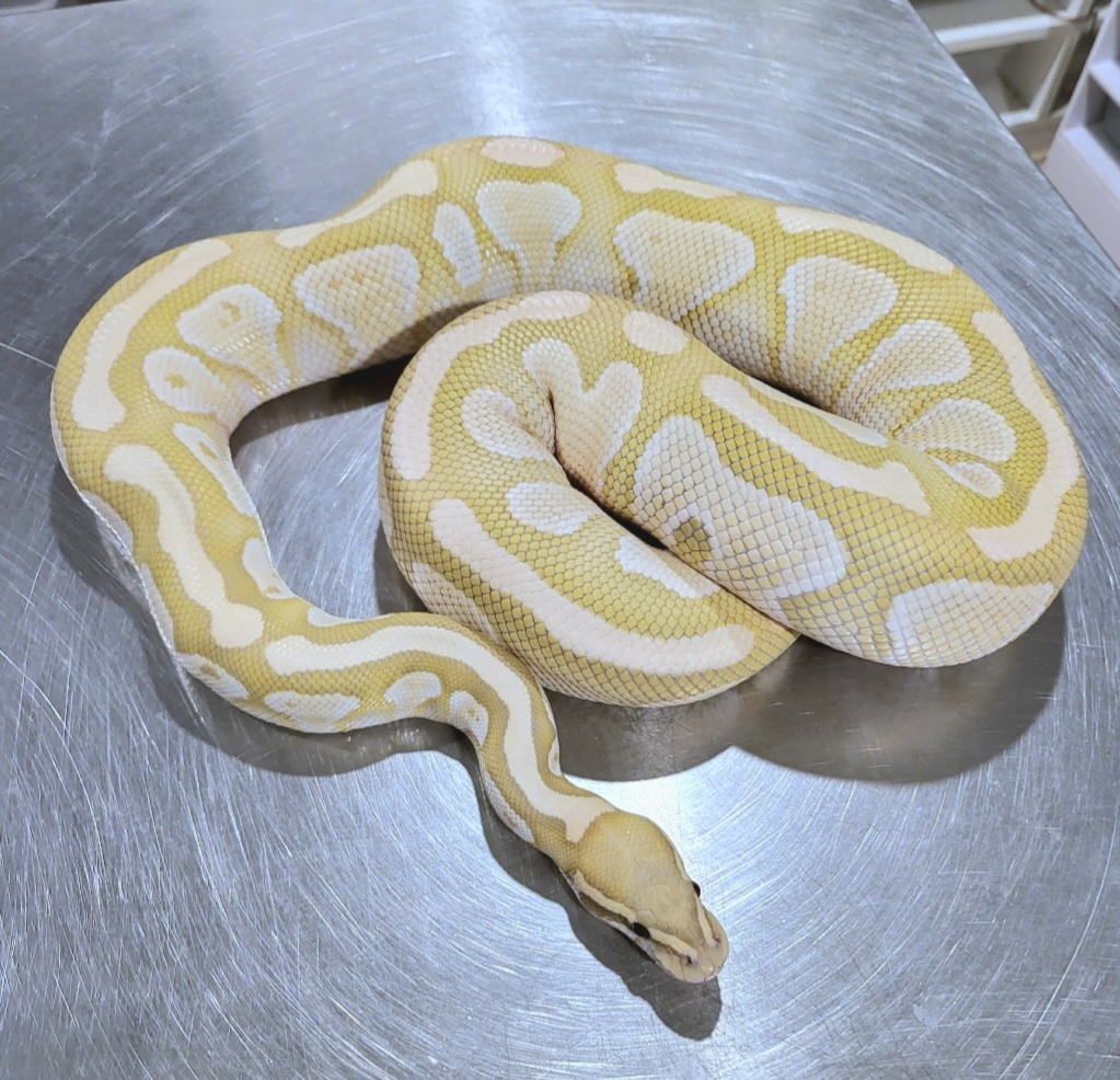 Desert Ghost Hypo Butter Ball Python by Joe Rasmussen Reptiles ...