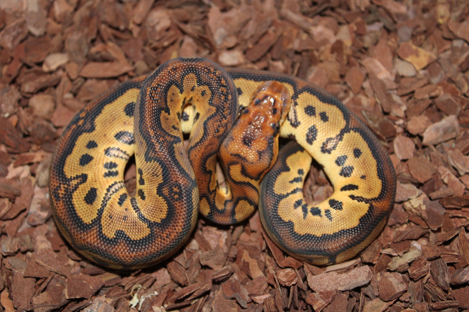 Het Red Axanthic Clown Ball Python by BPM Reptiles - MorphMarket