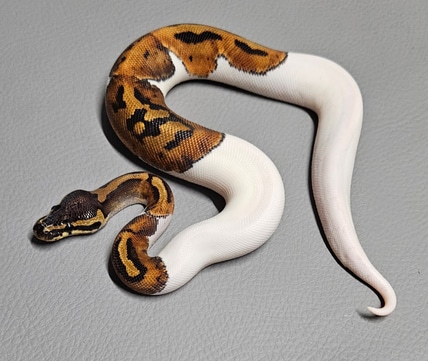 BPM Reptiles - MorphMarket