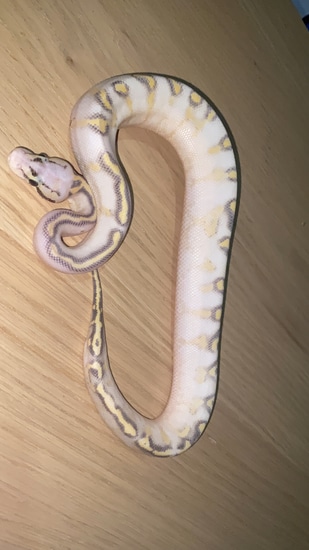 Pastel Highway Het Clown 66% Ball Python by Luxury Pythons