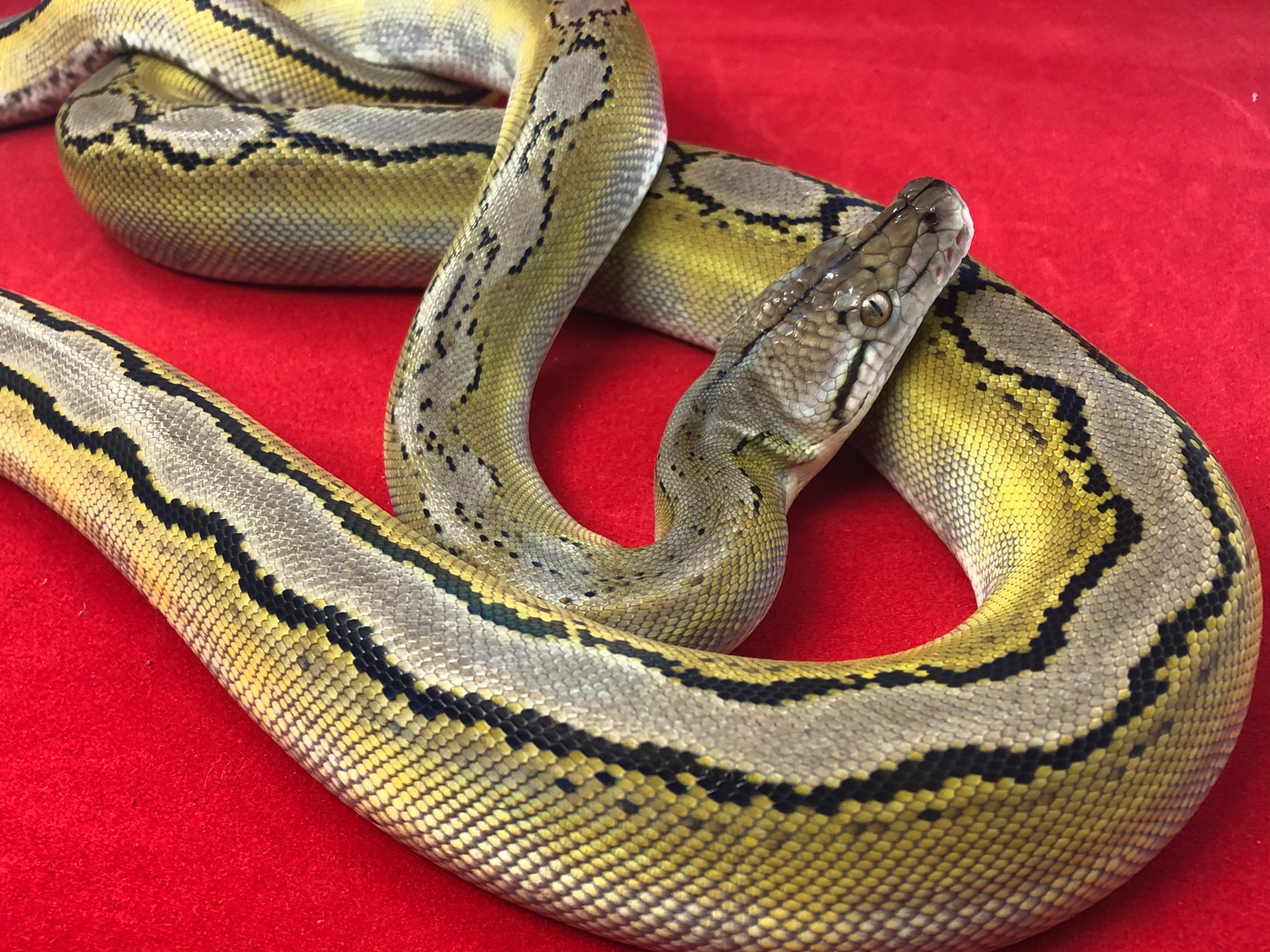 Platinum Motley Reticulated Python by A Snake in the Grass - MorphMarket