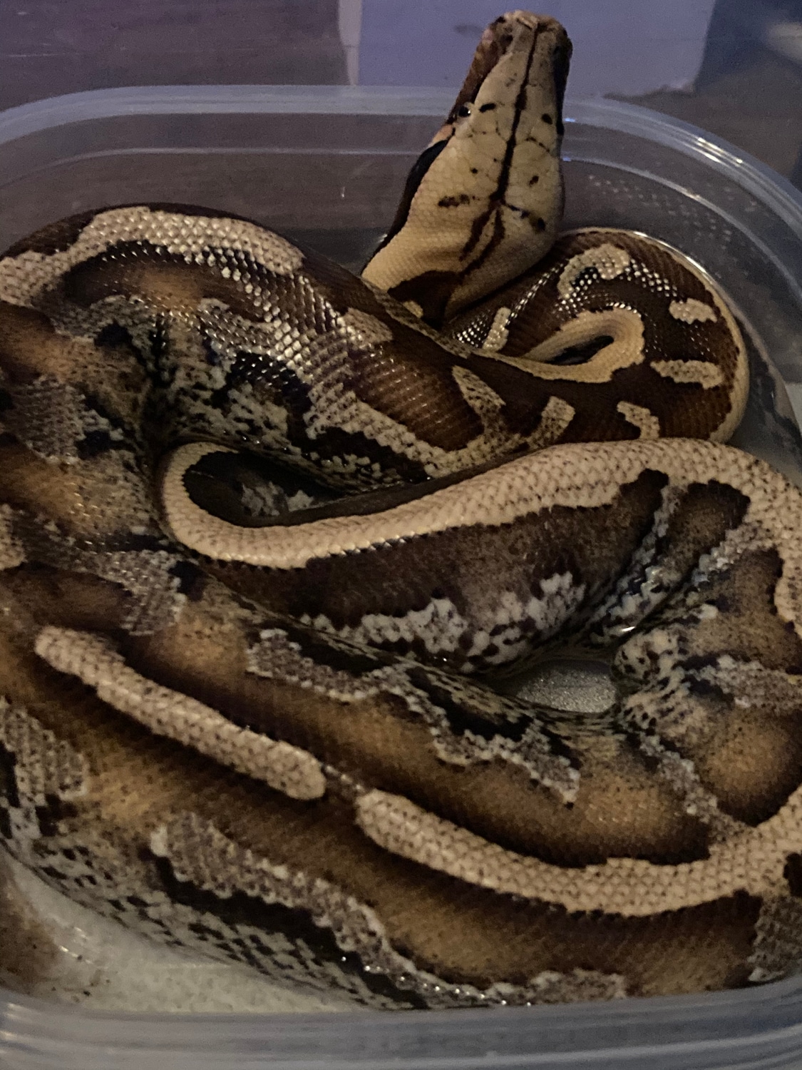 Borneo Shorttailed Python by Rat Hugger Reptiles MorphMarket