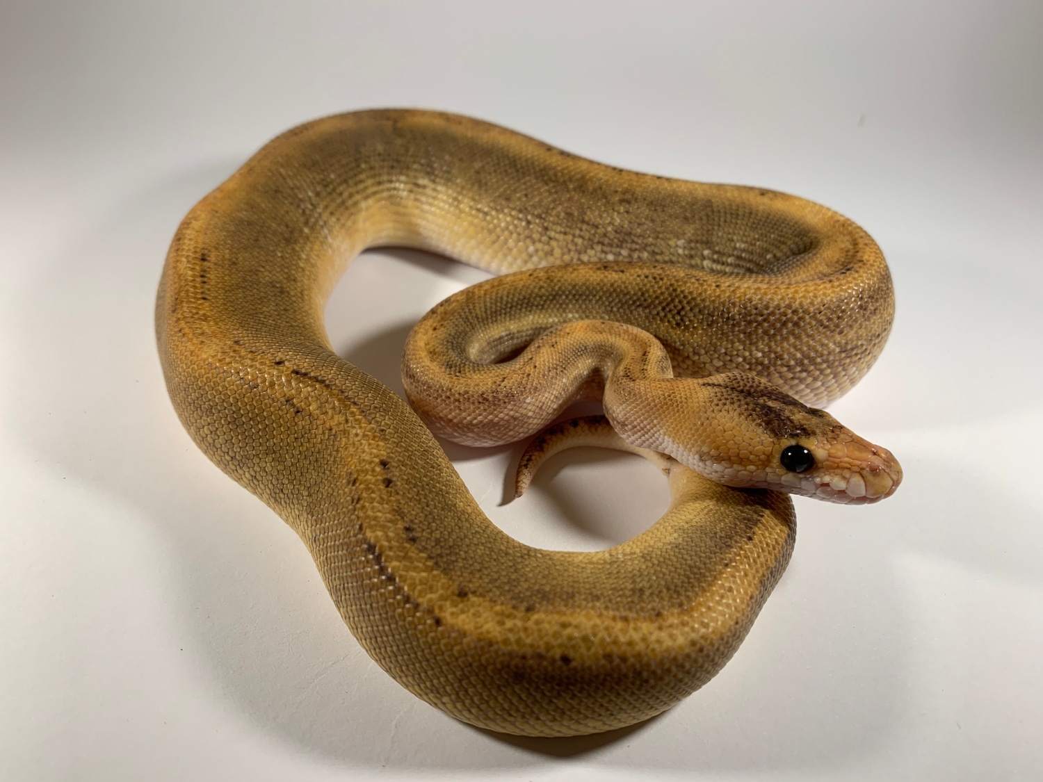 Champagne Ball Python by Raw Material Reptiles - MorphMarket