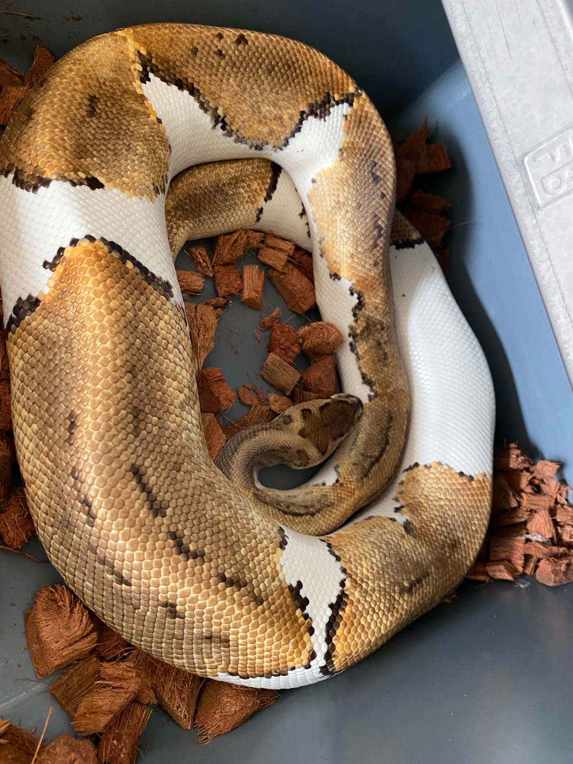 Pinstripe Pied Het Albino Ball Python by Euphoric Reptiles - MorphMarket